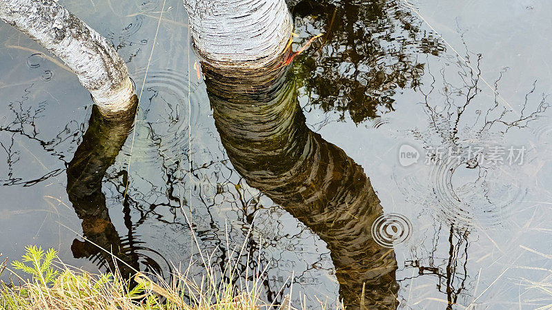 奥伯joch的沼地，Bad Hindelang，白桦树在水中反射
